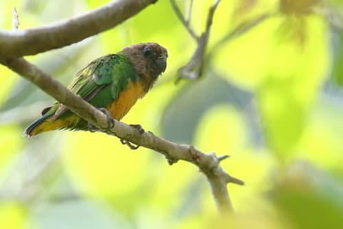 Geelvink Pygmy-Parrot