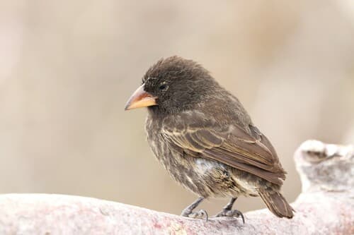 Genovesa Cactus-Finch