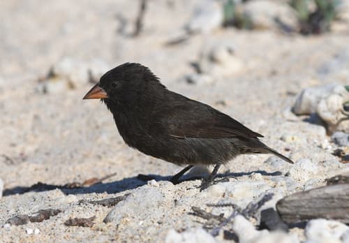 Genovesa Ground-Finch