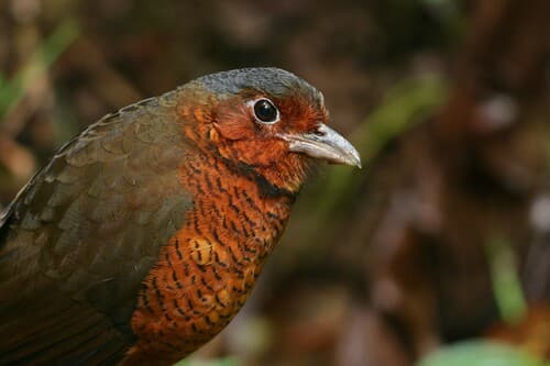 Giant Antpitta