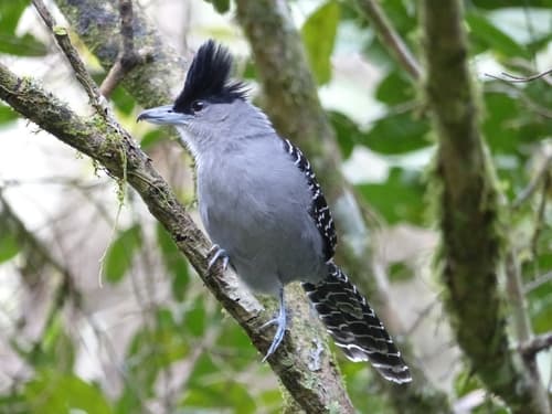 Giant Antshrike