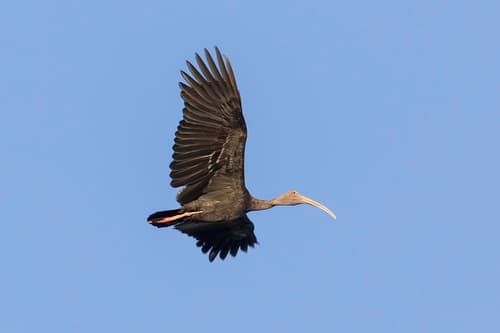 Giant Ibis