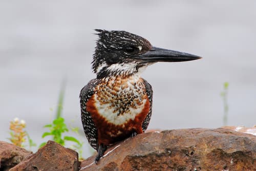 Giant Kingfisher