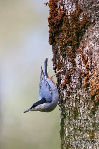 Giant Nuthatch