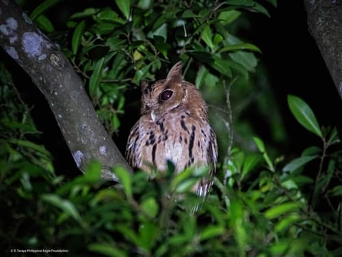 Giant Scops-Owl