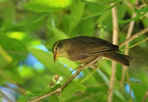 Giant White-eye