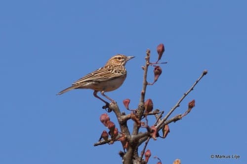 Gillett's Lark
