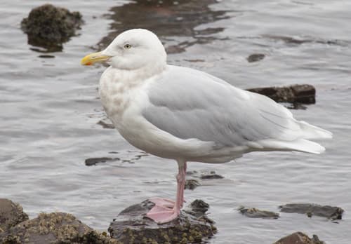 Glaucous Gull