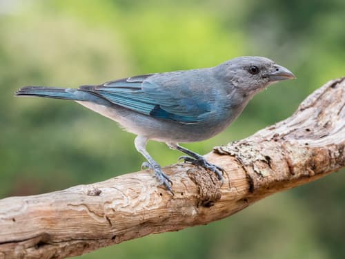 Glaucous Tanager