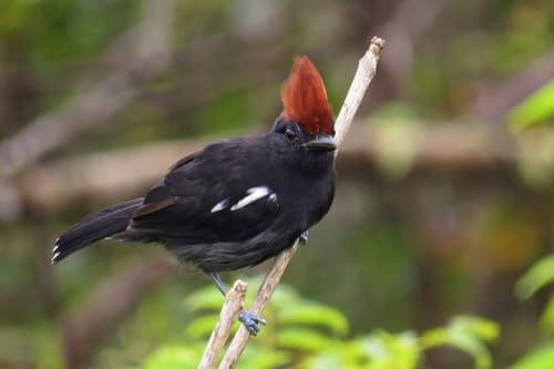 Glossy Antshrike