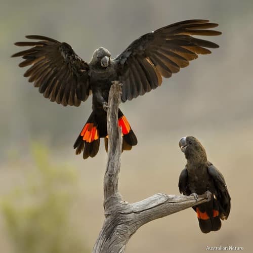 Glossy Black Cockatoo