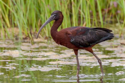 Glossy Ibis