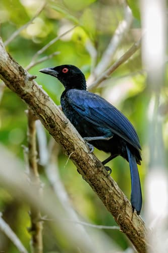 Glossy-mantled Manucode