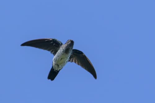 Glossy Swiftlet