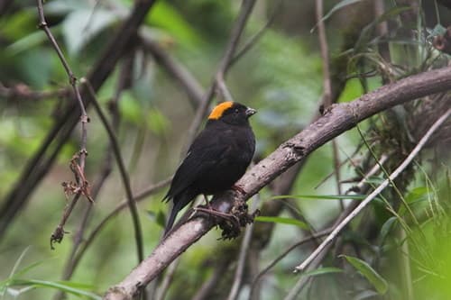 Gold-naped Finch