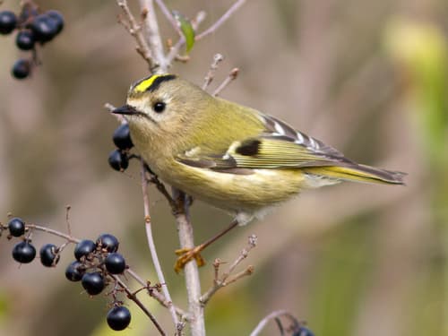 Goldcrest