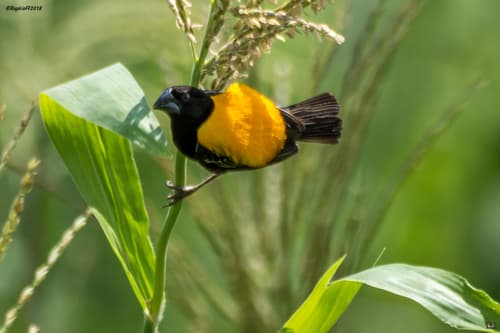 Golden-backed Bishop