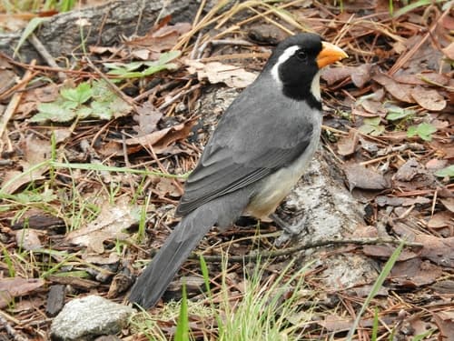 Golden-billed Saltator