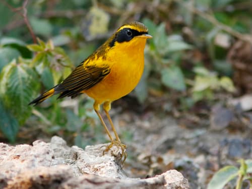 Golden Bush-Robin