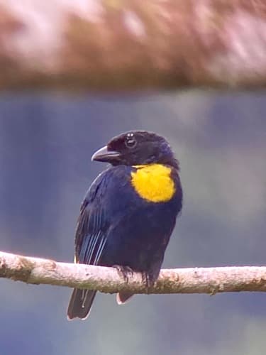 Golden-chested Tanager