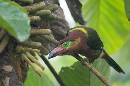 Golden-collared Toucanet