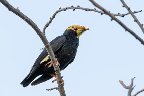 Golden-crested Myna