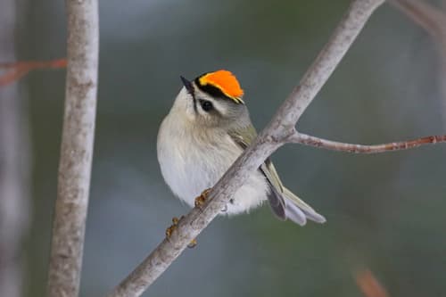 Golden-crowned Kinglet