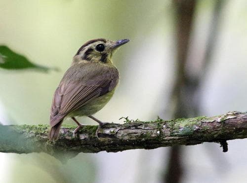 Golden-crowned Spadebill