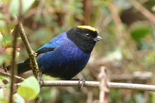 Golden-crowned Tanager