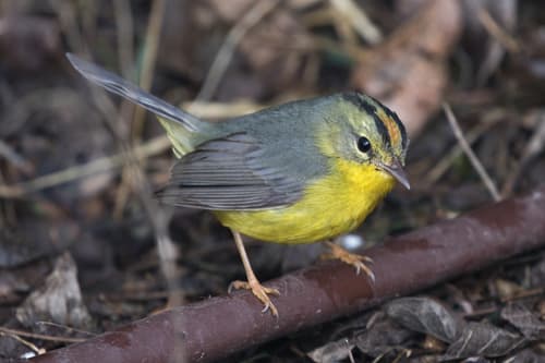 Golden-crowned Warbler