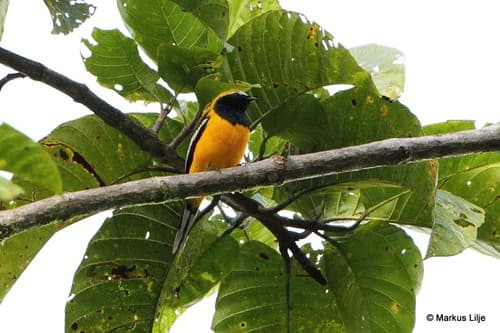 Golden Cuckooshrike