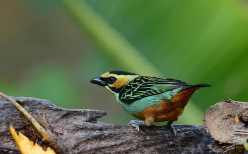Golden-eared Tanager