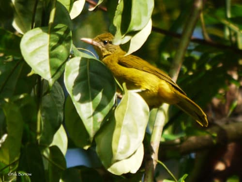 Golden Greenbul
