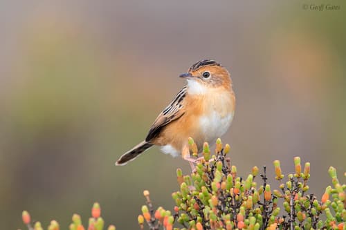Golden-headed Cisticola