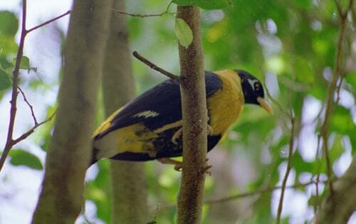 Golden Myna