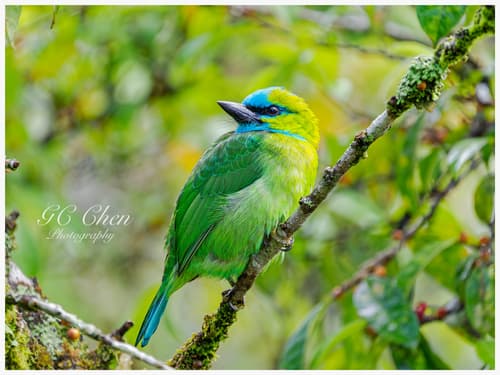 Golden-naped Barbet