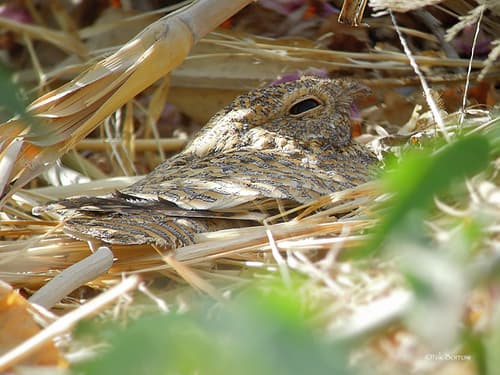Golden Nightjar