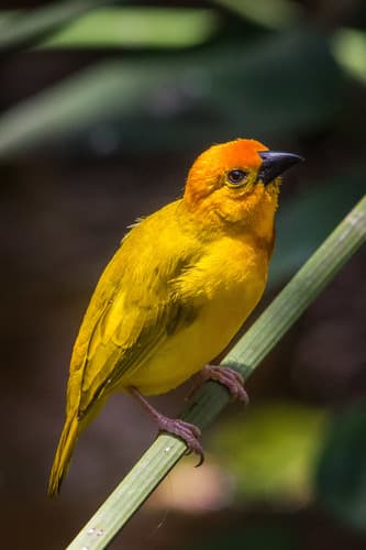 Golden Palm Weaver