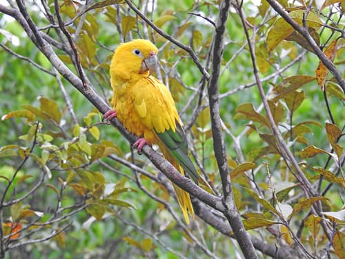 Golden Parakeet