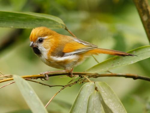 Golden Parrotbill