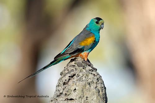 Golden-shouldered Parrot