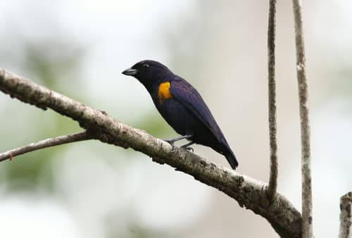 Golden-sided Euphonia