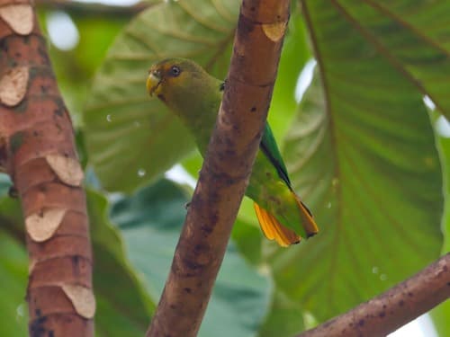Golden-tailed Parrotlet