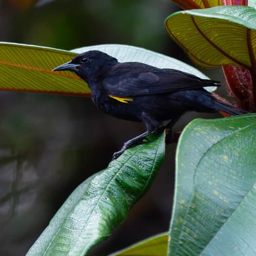 Golden-tufted Grackle