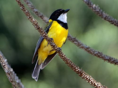 Golden Whistler