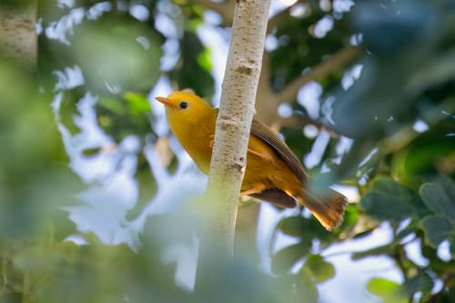 Golden White-eye