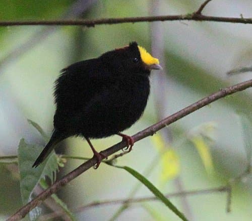 Golden-winged Manakin