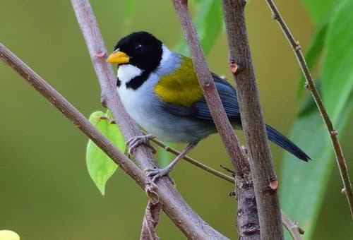 Golden-winged Sparrow