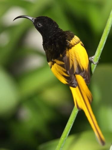 Golden-winged Sunbird