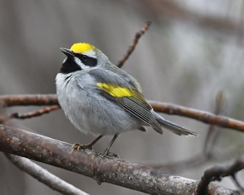 Golden-winged Warbler